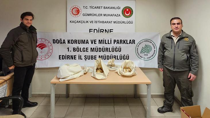 Kapıkule Sınır Kapısı’nda 33 piton ele geçirildi