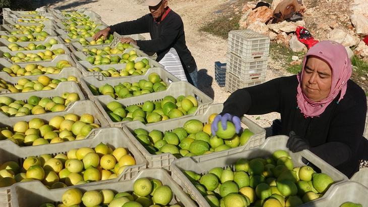 Lamas limonunda hasat başladı