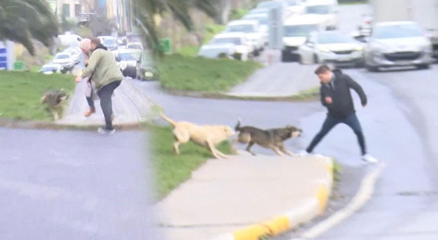Bağcılar’da dehşet! Başıboş köpekler yoldan geçenlere saldırdı