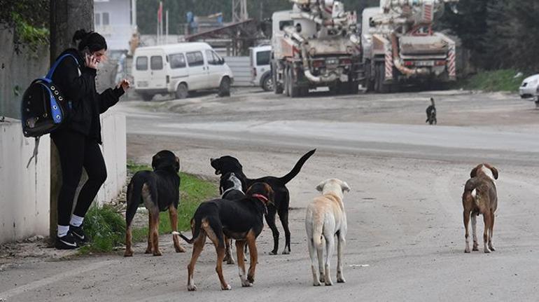 Ankara Valisi 25 ilçeye 'acele' koduyla yazı gönderdi! 'Sokak hayvanları' talimatı