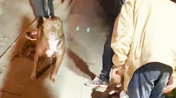 Cihangir’de dehşet anları: Tartıştığı kişinin üzerine Pitbull köpeğini saldı!