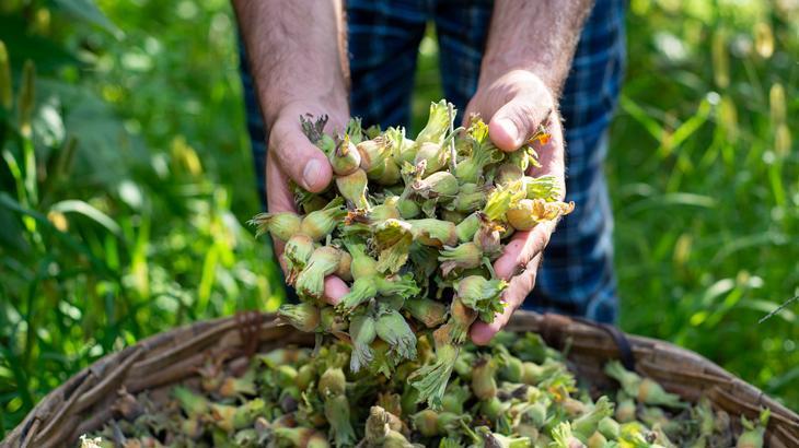 Türkiye fındık ihracatından 1 milyar 866 milyon 735 bin 417 dolar döviz girdisi sağladı