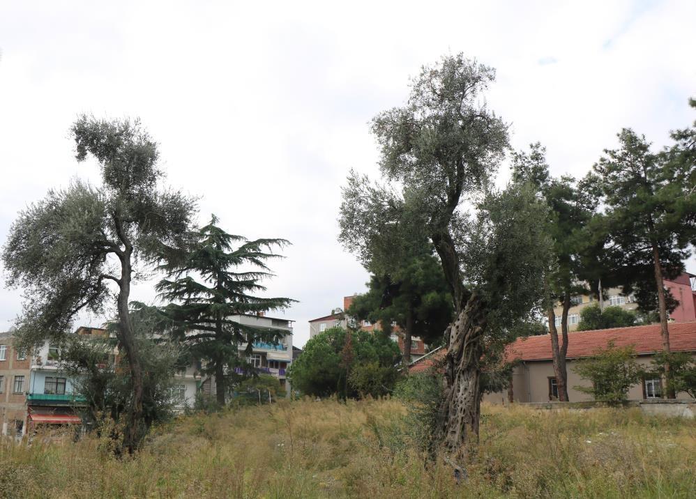 Engebeli araziler zeytin bahçelerine dönüşüyor