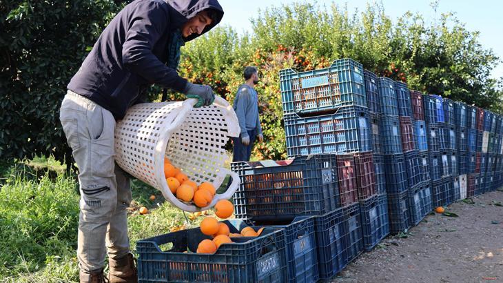 Budama işçilerine günlük 750 lira ücret