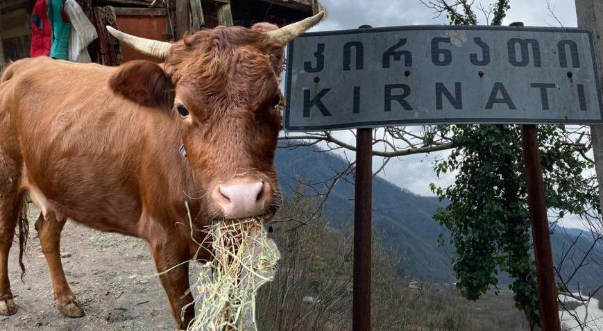 ‘İnek firarda’ alarmı! Türkiye-Gürcistan sınırında akılalmaz olay