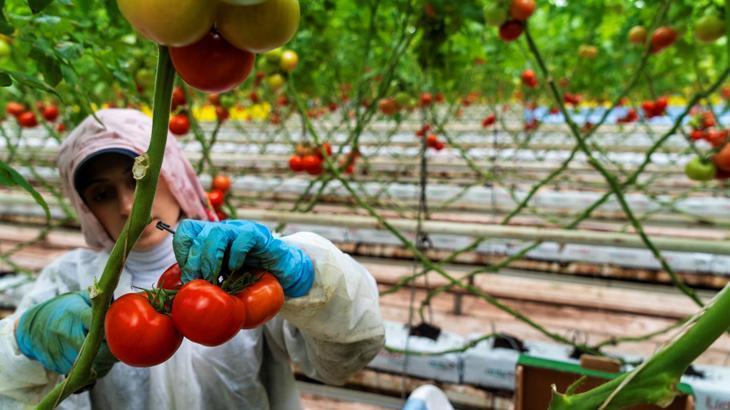 Hollanda’ya Manisa seralarından domates ihracatı