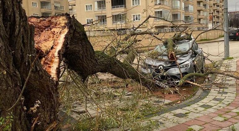 Bursa'da fırtına! Deniz otobüsü seferleri iptal edildi, ağaçlar devrildi