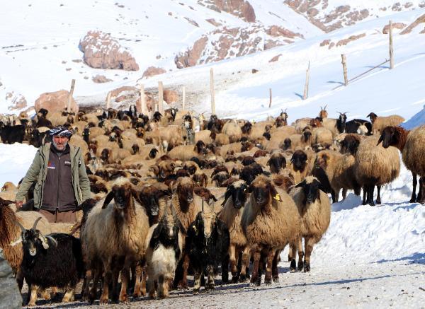 Dünyada sadece Van'da bulunuyor! 'Norduz koyununun neslini kurtardık'