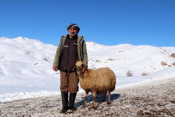 Dünyada sadece Van'da bulunuyor! 'Norduz koyununun neslini kurtardık'