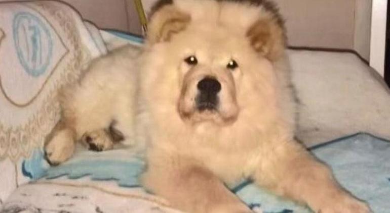 Tornavidayla köpeğe işkence iddiası! Emniyetten flaş açıklama