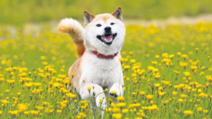 Burnu uzunsa ömrü de uzun