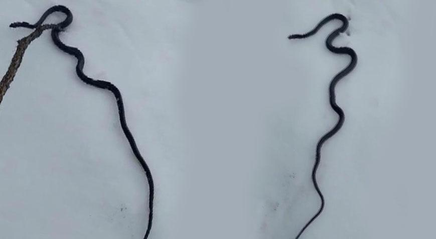 Yılanlar kışın ortasında ortaya çıktı! 7,4 büyüklüğündeki depremin habercisi mi?