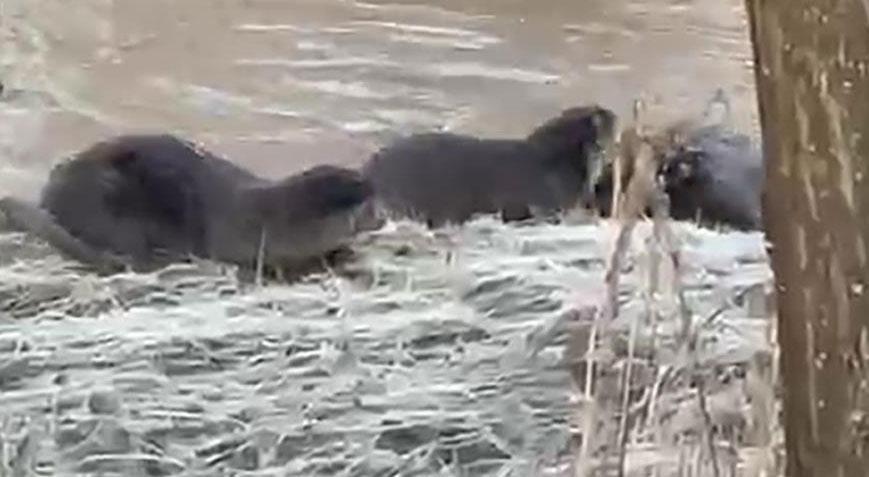 Biri bile görülemezken üçü aynı anda aynı yerde görüntülendi!