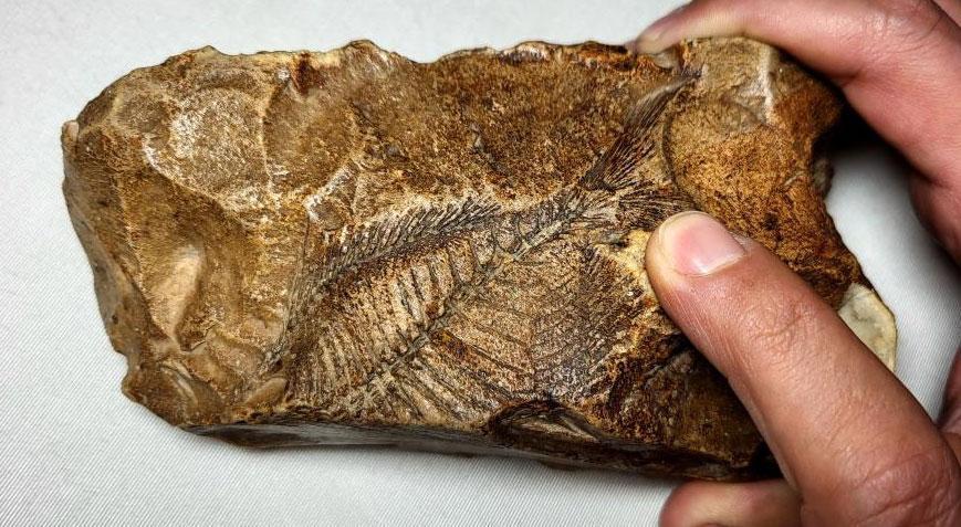 Tam 15 milyon yıllık! Her detayı belirgin bir vaziyette