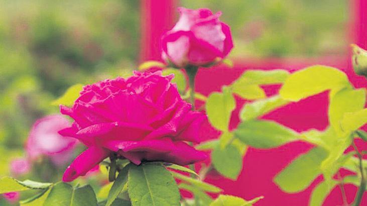 Edirne gülü evrene açılıyor