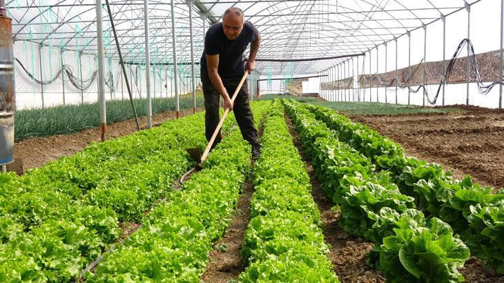 İnşaat işiyle uğraşıyordu, sera kurup üretime başladı