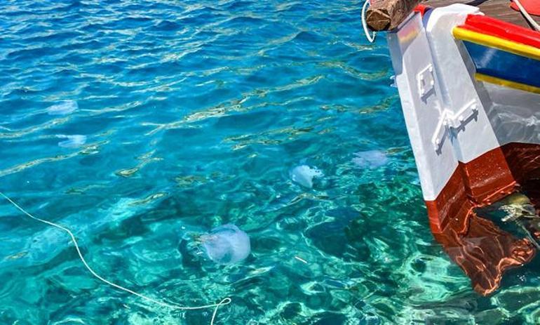 Akdeniz'de ağları yırtan denizanaları: Bu bir uyarıdır