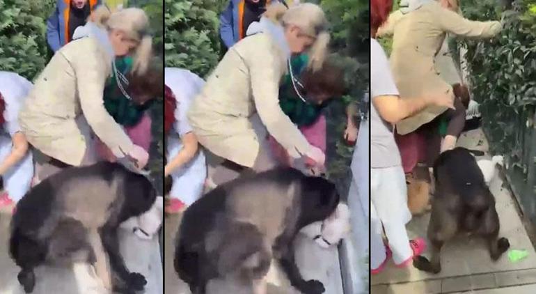 Banu Parlak'ın köpeği dehşet saçmıştı! '4 bin 800 lira ceza'