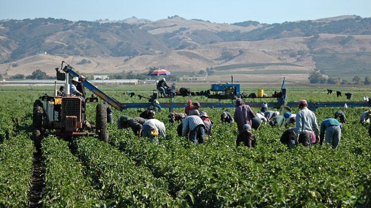 Mevsimlik tarım işçilerinin ortalama günlük ücretleri arttı