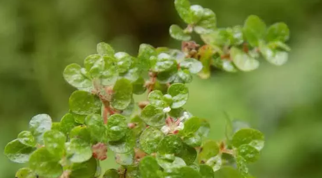 ‘Türkiye florasına iki yeni bitki kaydı yapıldı’