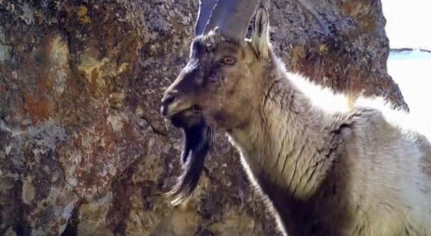 Yaban keçileri fotokapana yakalandı