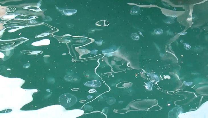 Marmara Denizi’nde yeni istilacı türler