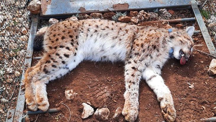 Türkiye’de bir ilk: Balkan vaşağına verici