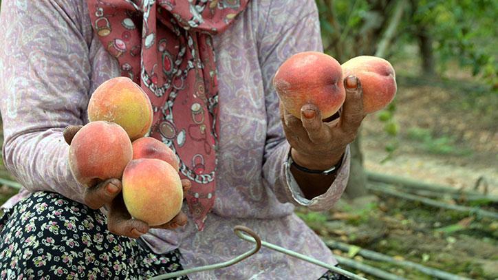 Erkenci şeftali, kilosu 300 liradan satılıyor