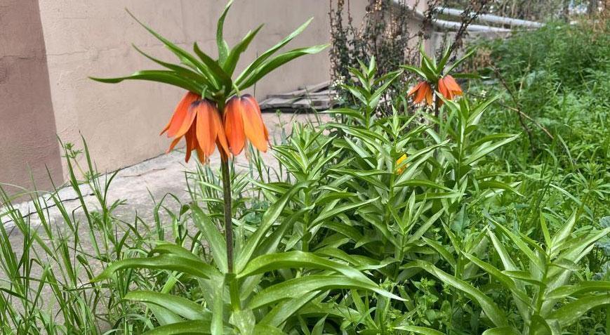 Koparmanın cezası 244 bin 315 lira! Bir evin bahçesinde görüldü