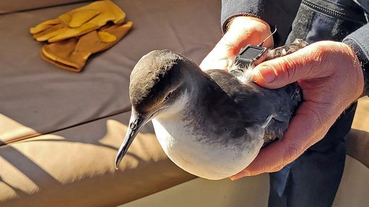 30 yelkovan kuşuna uydu vericisi takıldı