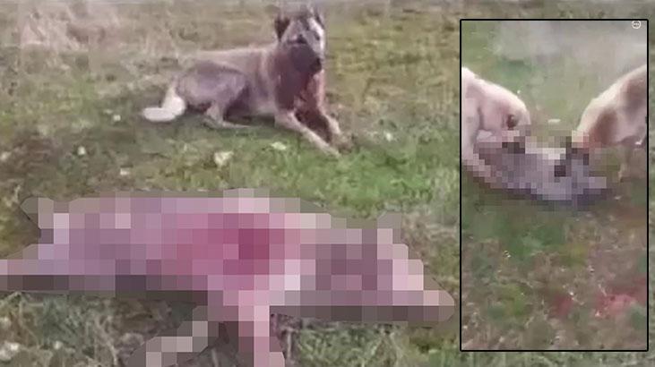 Erzincan’da bir kişi köpeklerine boğdurduğu kurdu yaktı