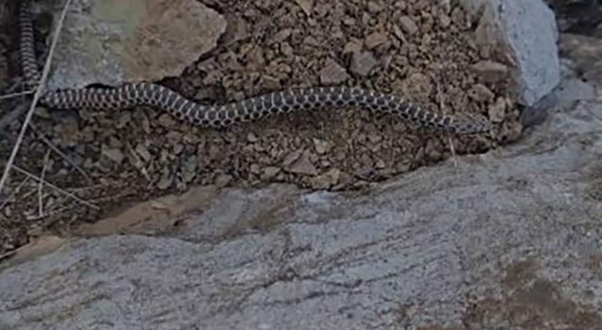 Yer: Elazığ! Zehirli kocabaş yılanı böyle görüntülendi