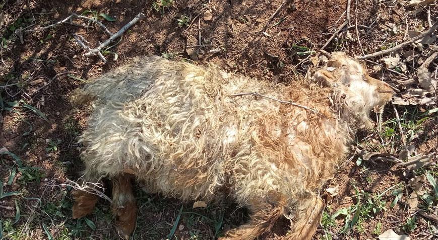 Feci olay! Hakkâri’de 80 küçükbaştan 13’ü öldü