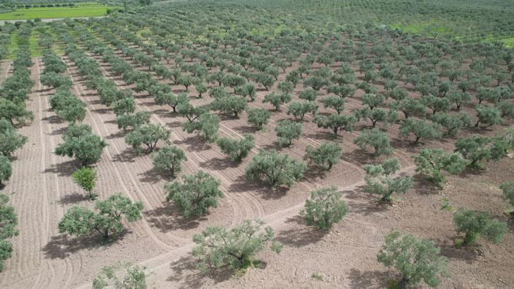 Aşırı yağış zeytini olumsuz etkiledi