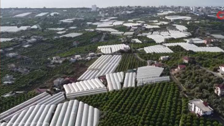 Üzüm hasadı başladı: İlk ürünler 300 TL’den satıldı