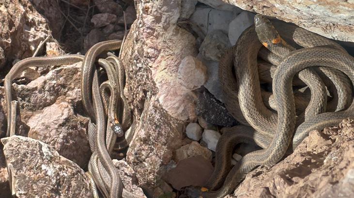 Görüntüler Türkiye’den! Brezilya’nın ‘Yılan Adası’nı andırıyor