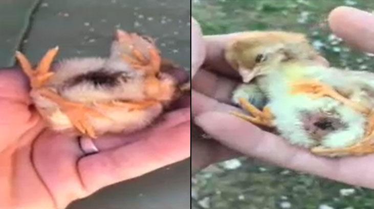 Bursa’da yumurtadan 4 ayaklı civciv çıktı