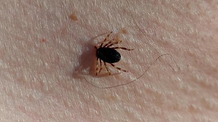 Havalar ısındı, yılın ilk kene vakası görüldü!