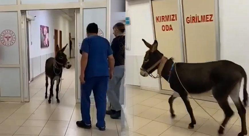 Yer: Yalova! Eşek, hastanenin acil servisine girdi