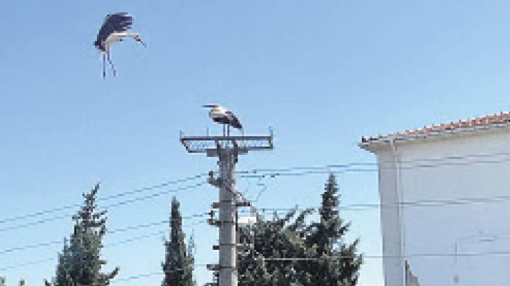 Yuvaları imeceyle yapıldı!