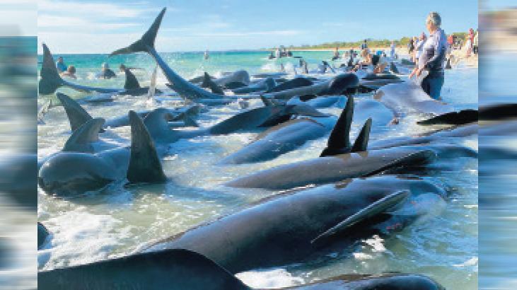 Sürüler halinde karaya vurdular