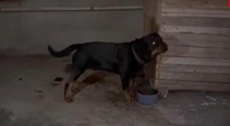 Adana'da Rottweiler dehşeti! 4 yaşındaki kız ölümden döndü