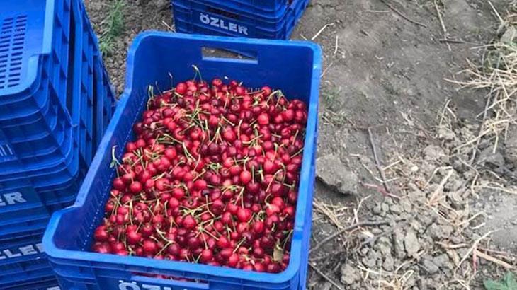 İlk kiraz hasadı yapıldı