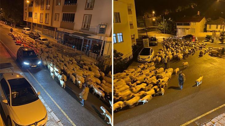 Niksar’da baharın gelmesiyle koyunların yolculuğu başladı