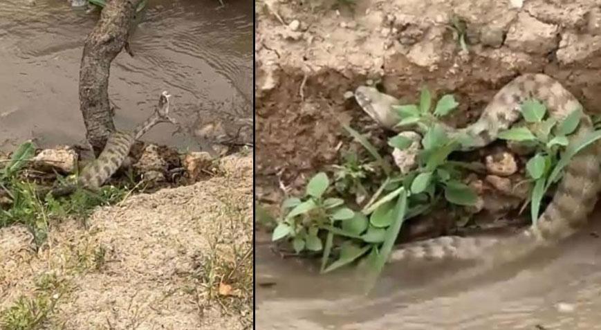 Elazığ’da görüldü! Isırığı bir insanı öldürmeye yetiyor
