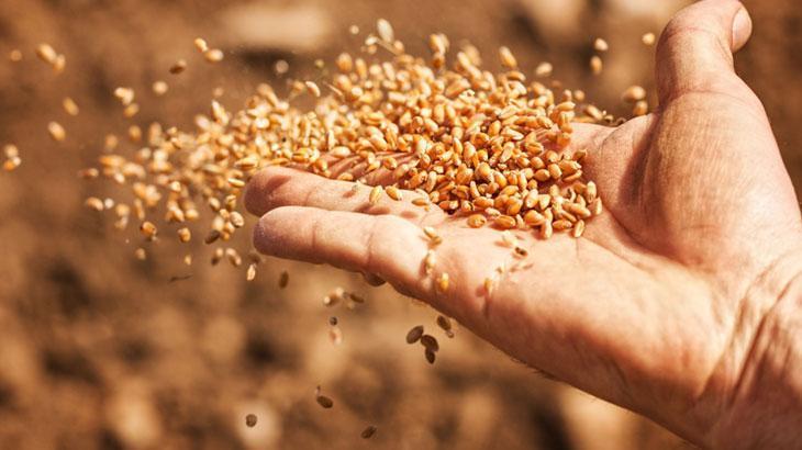 Çiftçiler buğday fiyatlarının açıklanmasını bekliyor