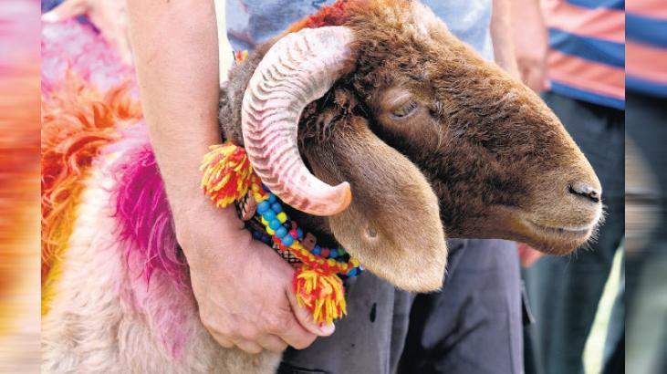 Kurbanlık fiyatları açıklandı! İşte büyükbaş ve küçükbaşlarda son durum