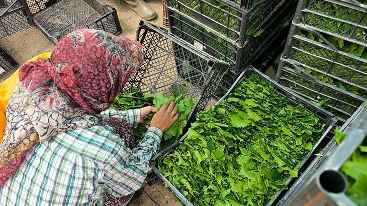 Asma yaprakları aile ekonomisine büyük katkı sağlıyor