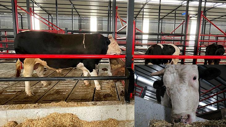 Fiyatı arabalarla yarışan ‘Paşa’ satışa çıkarıldı