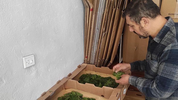 İpek böcekçiliği yeniden canlandırılıyor